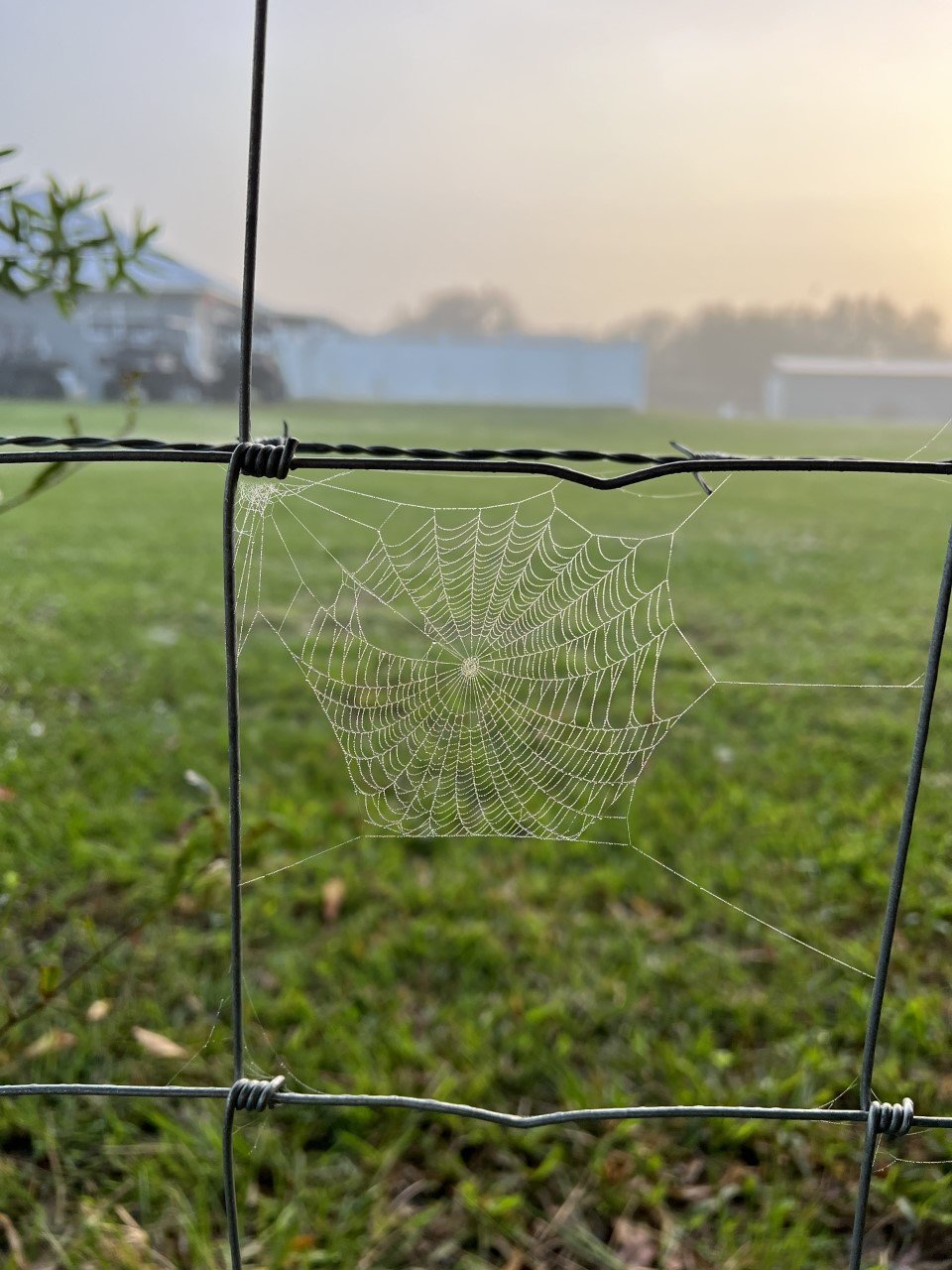 OKEECHOBEE -- Moisture from morning fog makes it easier to see a spider web on a pasture fence. [Photo by Katrina Elsken/Lake Okeechobee News]